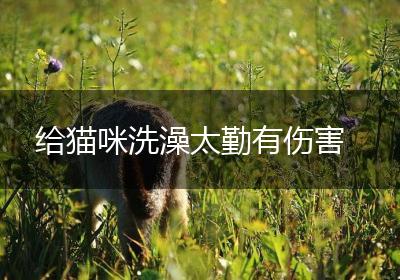 给猫咪洗澡太勤有伤害