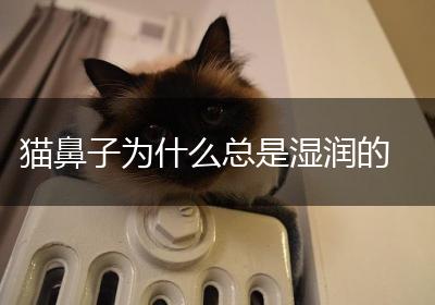 猫鼻子为什么总是湿润的