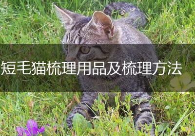 短毛猫梳理用品及梳理方法