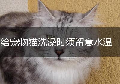 给宠物猫洗澡时须留意水温