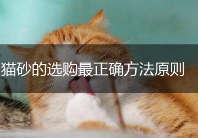 猫砂的选购最正确方法原则