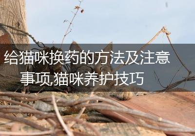 给猫咪换药的方法及注意事项,猫咪养护技巧