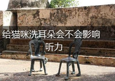 给猫咪洗耳朵会不会影响听力