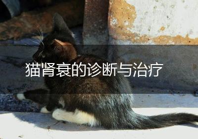 猫肾衰的诊断与治疗