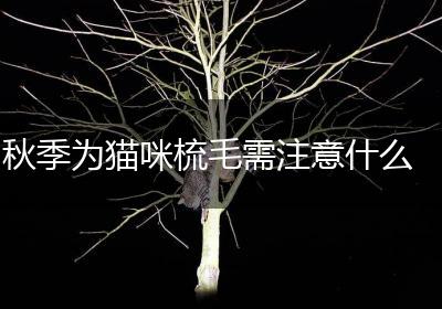 秋季为猫咪梳毛需注意什么