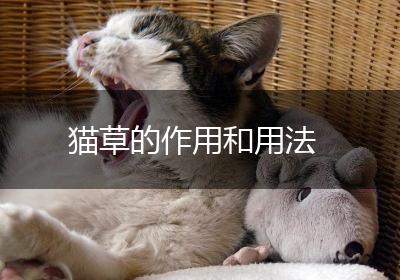 猫草的作用和用法