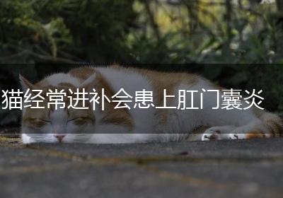 猫经常进补会患上肛门囊炎