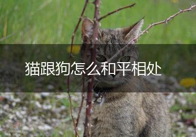猫跟狗怎么和平相处