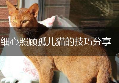 细心照顾孤儿猫的技巧分享