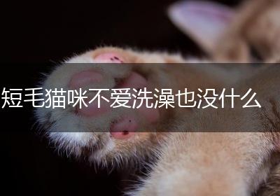 短毛猫咪不爱洗澡也没什么