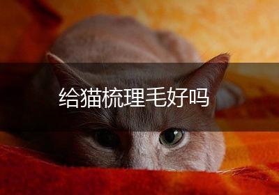 给猫梳理毛好吗