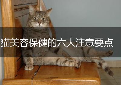 猫美容保健的六大注意要点