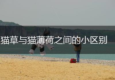 猫草与猫薄荷之间的小区别