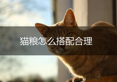 猫粮怎么搭配合理