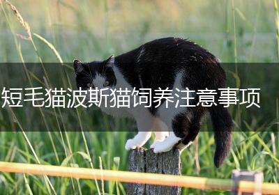 短毛猫波斯猫饲养注意事项