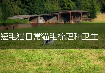 短毛猫日常猫毛梳理和卫生