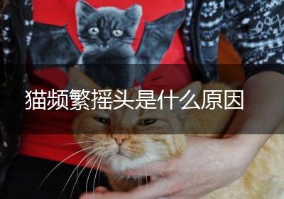 猫频繁摇头是什么原因