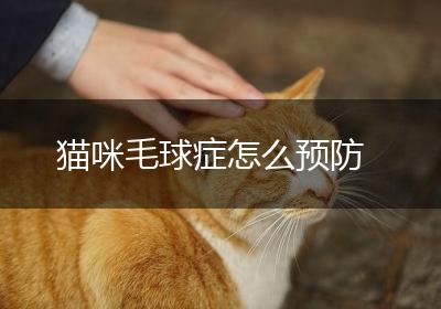 猫咪毛球症怎么预防