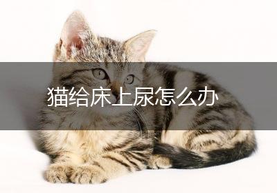 猫给床上尿怎么办