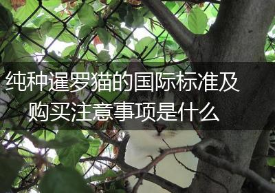 纯种暹罗猫的国际标准及购买注意事项是什么