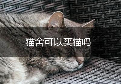猫舍可以买猫吗