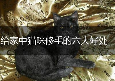 给家中猫咪修毛的六大好处