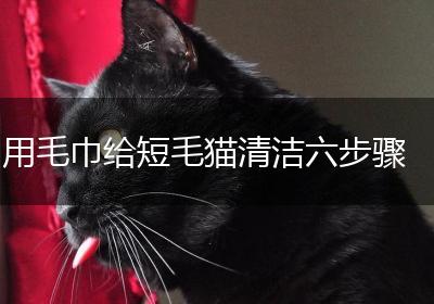 用毛巾给短毛猫清洁六步骤