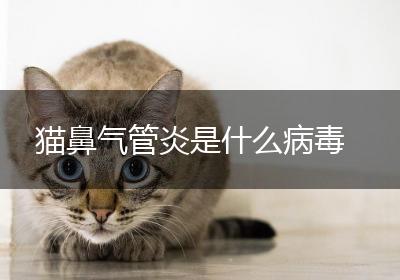 猫鼻气管炎是什么病毒