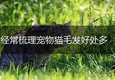 经常梳理宠物猫毛发好处多
