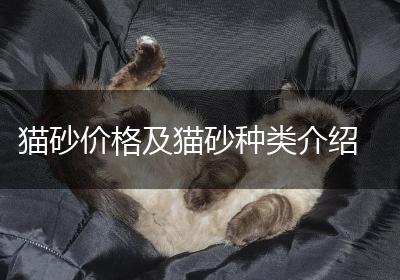 猫砂价格及猫砂种类介绍