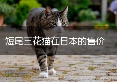 短尾三花猫在日本的售价