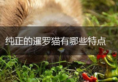 纯正的暹罗猫有哪些特点