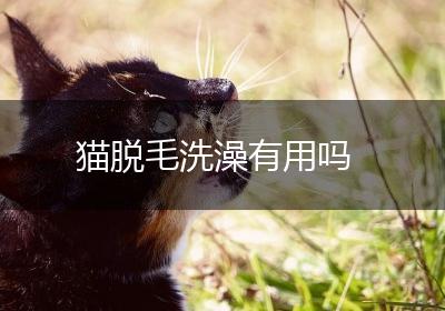 猫脱毛洗澡有用吗