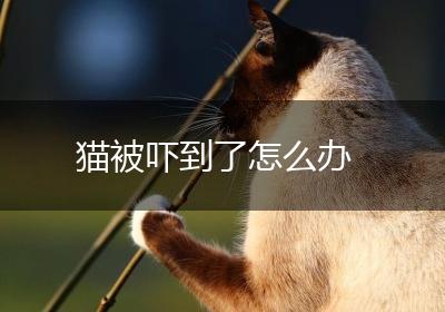 猫被吓到了怎么办