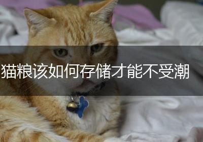 猫粮该如何存储才能不受潮