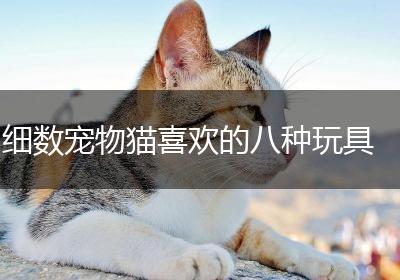 细数宠物猫喜欢的八种玩具