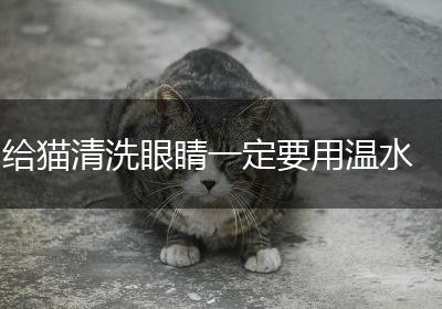 给猫清洗眼睛一定要用温水