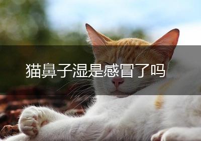 猫鼻子湿是感冒了吗