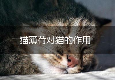 猫薄荷对猫的作用