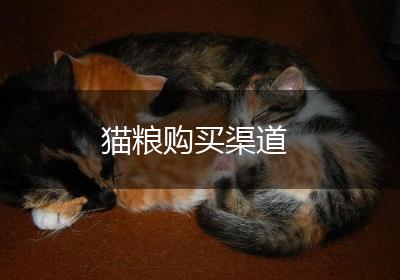 猫粮购买渠道