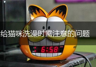 给猫咪洗澡时需注意的问题