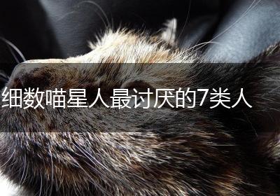细数喵星人最讨厌的7类人