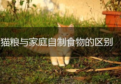 猫粮与家庭自制食物的区别