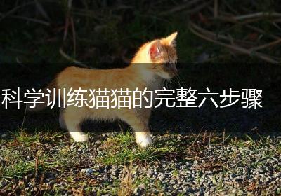 科学训练猫猫的完整六步骤
