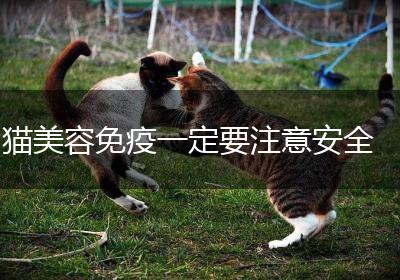 猫美容免疫一定要注意安全