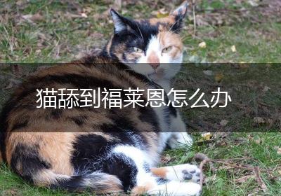 猫舔到福莱恩怎么办