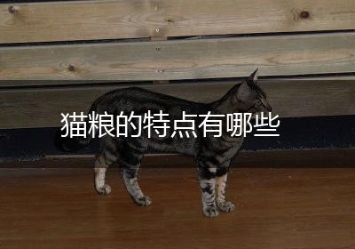 猫粮的特点有哪些