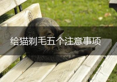 给猫剃毛五个注意事项