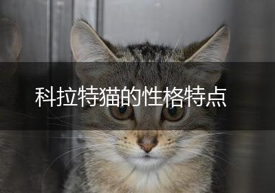 科拉特猫的性格特点