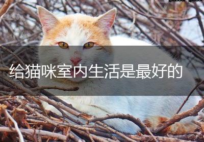 给猫咪室内生活是最好的